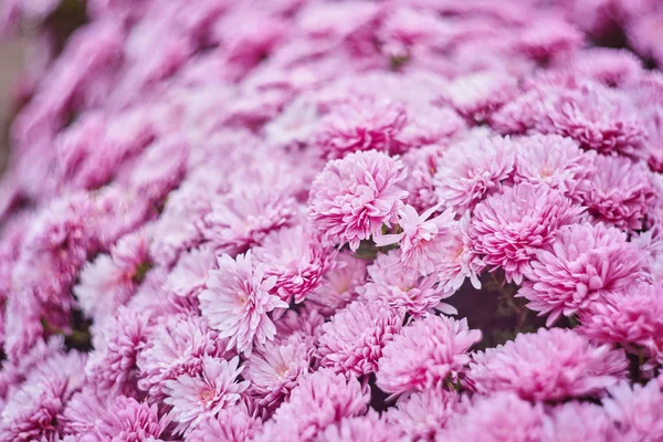 Outono Varicolorido Crisântemo Flor Mau Listrado Fundo — Fotografia de Stock