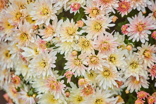 Mooie Bleke Geel Chrysant Bloem Achtergrond Horizontale — Stockfoto