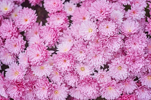 Outono Varicolorido Crisântemo Flor Mau Listrado Fundo — Fotografia de Stock