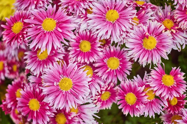 Rote Chrysanthemen Floralen Geschäft Nahtlose Muster Blumen Hintergrund Strauß Rotgelber — Stockfoto