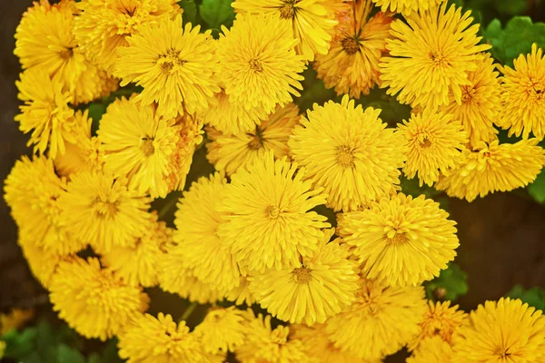 Schöne Blassgelbe Chrysanthemen Blume Hintergrund Horizontal — Stockfoto