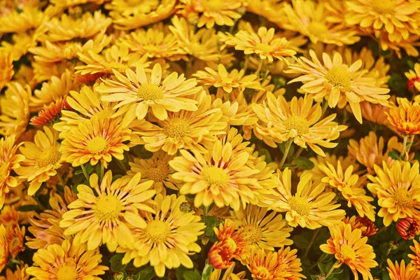 Schöne Blassgelbe Chrysanthemen Blume Hintergrund Horizontal — Stockfoto