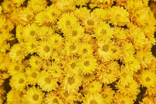 美丽的淡黄色菊花花背景水平 — 图库照片