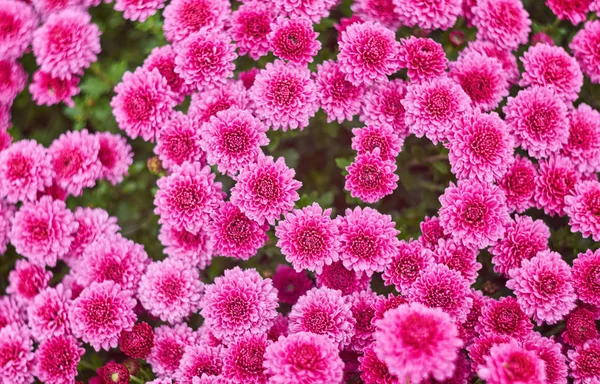 Herfst Gekleurde Chrysant Bloem Slechte Gestreepte Achtergrond — Stockfoto