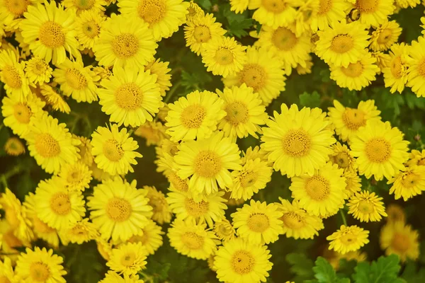 Schöne Blassgelbe Chrysanthemen Blume Hintergrund Horizontal — Stockfoto