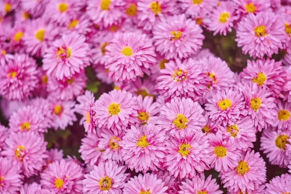 Rote Chrysanthemen Floralen Geschäft Nahtlose Muster Blumen Hintergrund Strauß Rotgelber — Stockfoto