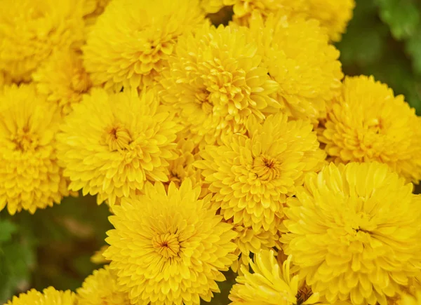 Schöne Blassgelbe Chrysanthemen Blume Hintergrund Horizontal — Stockfoto