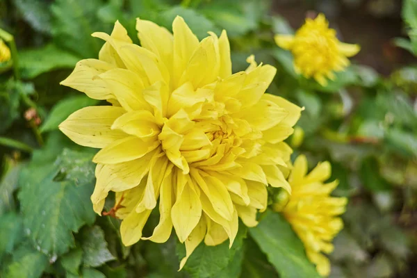 Beautiful Pale Yellow Chrysanthemum Flower Background Horizontal — Stock Photo, Image