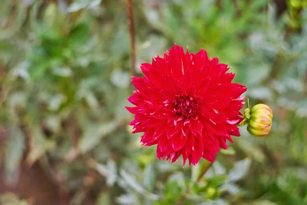 Kırmızı Krizantem Çiçek Dükkanı Seamless Modeli Çiçek Arka Plan Grup — Stok fotoğraf