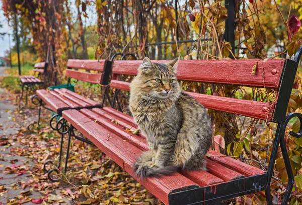 Yalnız tekir kedi bankta oturmuş