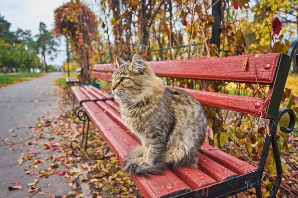 Bauernhofkatze Genießt Die Spätnachmittagssonne Auf Einer Holzbank — Stockfoto