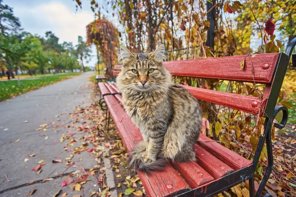 외로운 줄무늬 고양이 벤치에 — 스톡 사진