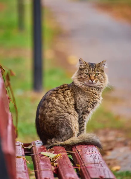 Einsame Gestromte Katze Sitzt Draußen Auf Der Bank — Stockfoto