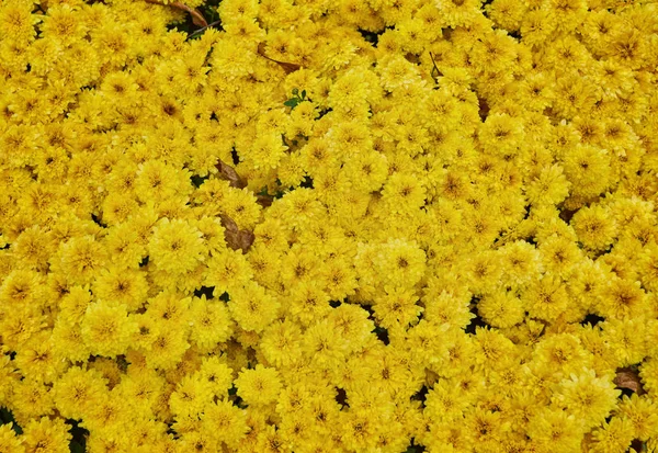 美丽的淡黄色菊花花背景水平 — 图库照片