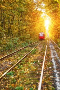 Yönlendirme sonbahar orman yolu boyunca kırmızı retro tramvay gider
