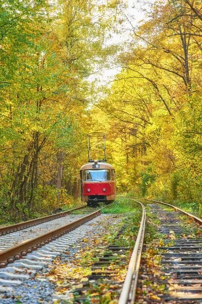 Tram Retro Vermelho Vai Longo Rota Através Floresta Outono — Fotografia de Stock