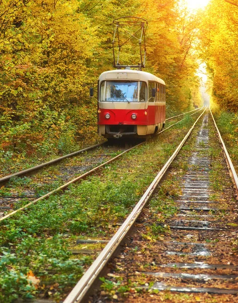 Red Retro Tram Goes Route Autumn Forest — Stock Photo, Image