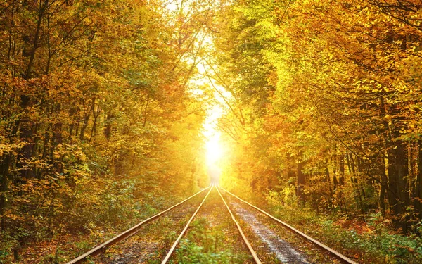 Abandoned Railway Autumn Colored Trees Tunnel Golden Leafs Falling — Stock Photo, Image