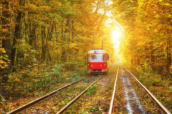 Yönlendirme Sonbahar Orman Yolu Boyunca Kırmızı Retro Tramvay Gider — Stok fotoğraf