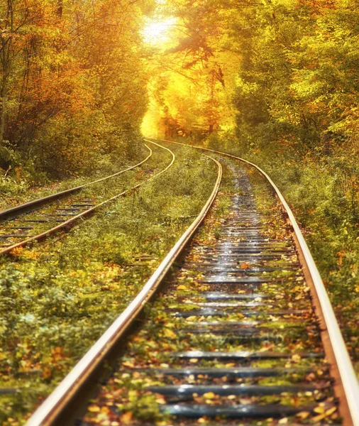 Abandoned Railway Autumn Colored Trees Tunnel Golden Leafs Falling — Stock Photo, Image