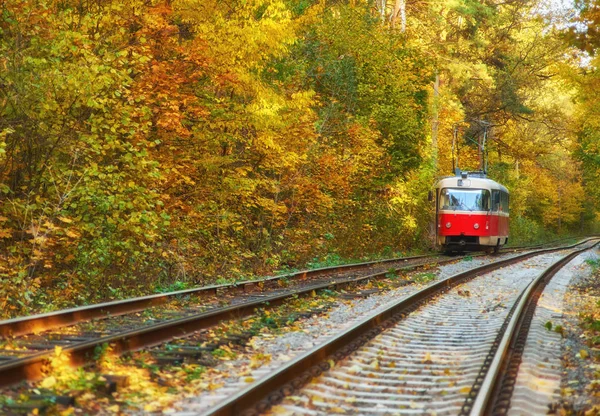 Red Retro Tram Goes Route Autumn Forest — Stock Photo, Image