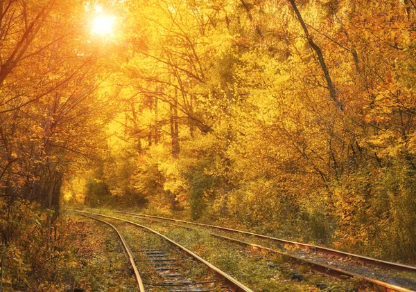 Abandoned Railway Autumn Colored Trees Tunnel Golden Leafs Falling — Stock Photo, Image