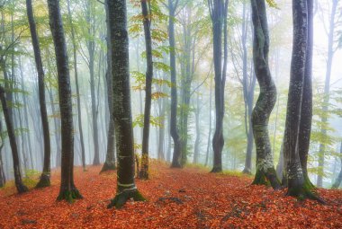 sisli ahşap bir parça ile sonbahar manzarası