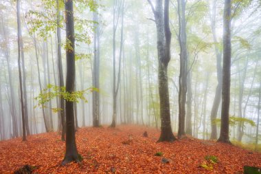 Orman iz puslu bir sonbahar gününde dağlarda.