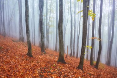 sisli ahşap bir parça ile sonbahar manzarası