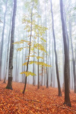 sisli ahşap bir parça ile sonbahar manzarası
