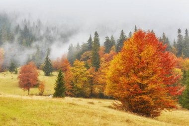 Güzel fantezi orman dere ile altın bir sonbahar manzara. Duvar-Poster fikir.