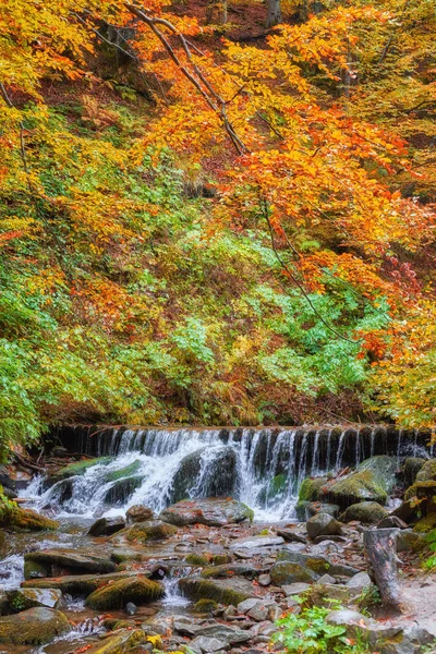 秋天的小溪林 黄树绿叶 山中的岩石 — 图库照片