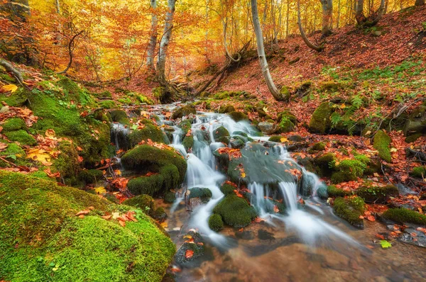 Rapid Mountain River Autumn Colorfull Wood Background — Stock Photo, Image