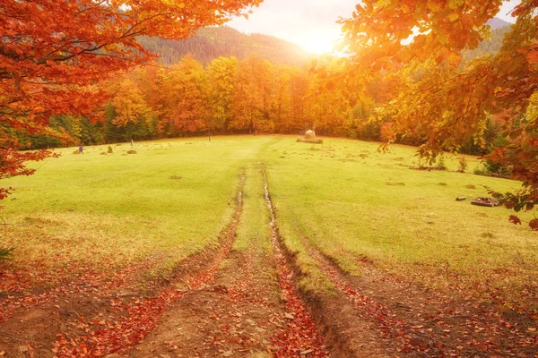 Path Autumn Forest Colorful Landscape — Stock Photo, Image