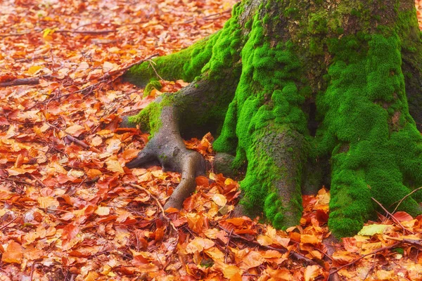 Kárpátok Hucul Hegyen Található Traktusból Ősi Erdő Ahol Ősi Óriások — Stock Fotó