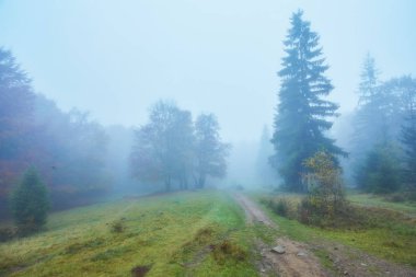 Sonbahar orman yolundan. Renkli manzara.