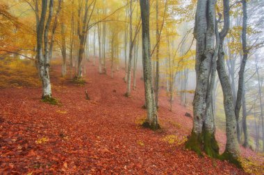Orman iz puslu bir sonbahar gününde dağlarda.