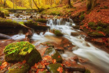 Sonbahar dere ormanları, sarı ağaçlar yapraklar ve orman dağlarında kayalar..