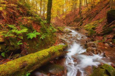 hızlı dağ nehir Güz. Derma ahşap arka plan