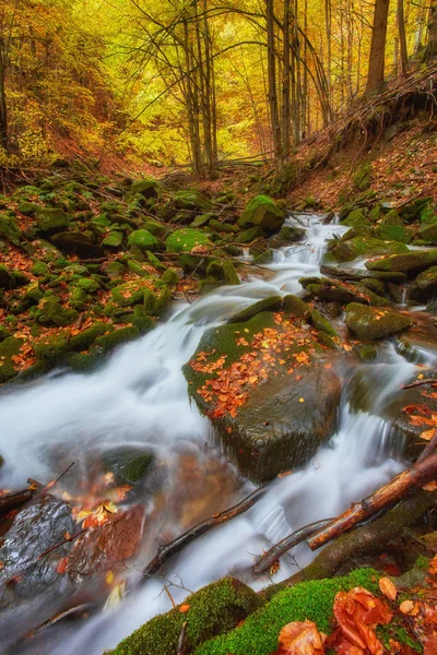 Autumn creek woods with yellow trees foliage and rocks in forest mountain.