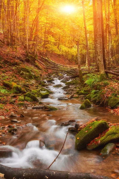 Orman Altın Sonbahar Avrupa Peyzaj Duvar Kağıdı Manzara Arka Plan — Stok fotoğraf