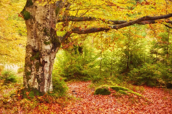 Paisagem Floresta Fantasia Agradável Com Riacho Outono Dourado Ideia Cartaz — Fotografia de Stock