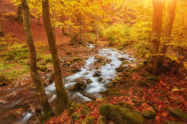 Autumn creek woods with yellow trees foliage and rocks in forest mountain.