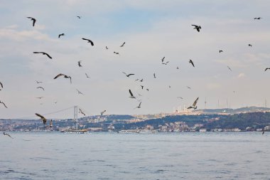 Boğaz'ın Bay, martılar ve yunuslar ile İstanbul'a