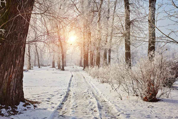 Beautiful trees in white frost on the background of blue sky