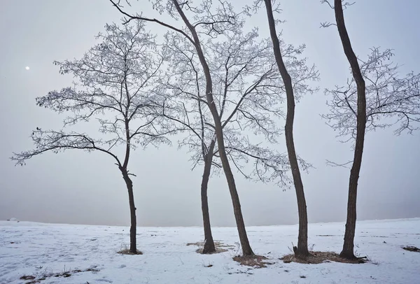 Mavi Gökyüzü Arka Plan Üzerinde Beyaz Frost Güzel Ağaçlar — Stok fotoğraf
