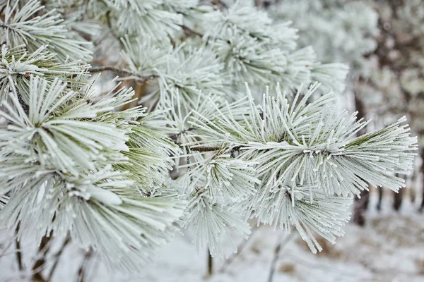 Spruce Grenar Skogen Natur Tapet Bakgrund Säsongen Hösten Kalla Vinterfrost — Stockfoto