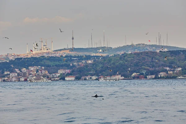Bosphorus Bay Istanbul Com Gaivotas Golfinhos — Fotografia de Stock