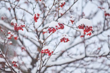 Kırmızı Rowan demetleri ilk karla kaplandı.
