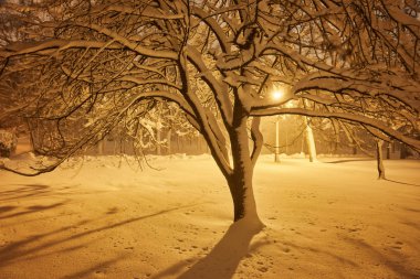 Kış akşam park ve pus ağaçların arkasında ışık